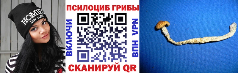 Псилоцибиновые грибы MAGIC MUSHROOMS  Купить закладки  Канаш 